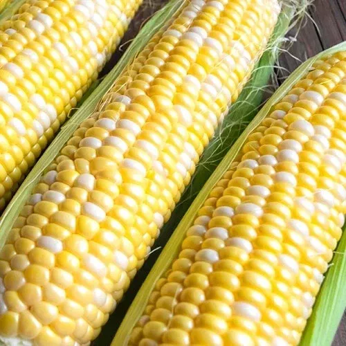 Ambrosia Bicolor Sweet Corn Seeds