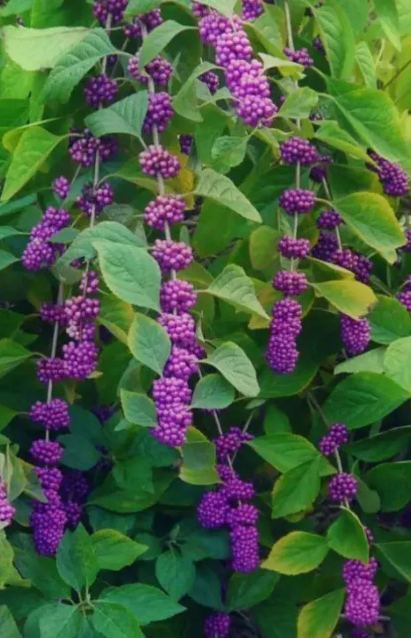 American Beauty Berry Bush Cuttings - 5+ Live Fresh Cuttings for Propagation - Callicarpa americana