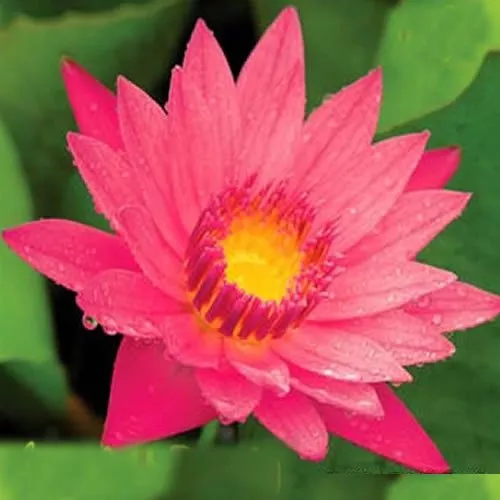 ‘American Beauty’ Tropical Water Lily