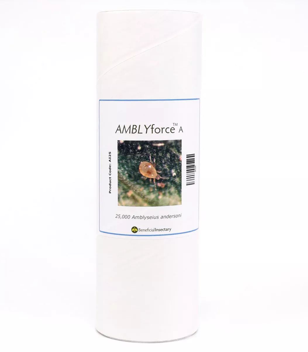 Andersoni (AMBLYforce™ A)