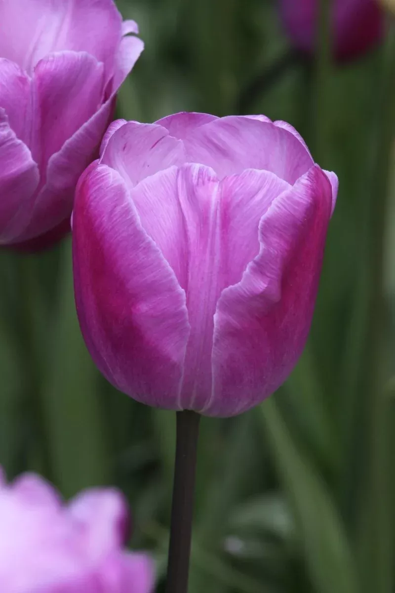 André Rieu - Tulip Bulbs
