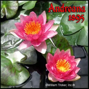 ‘Andreana’ Hardy Pygmy Water Lily
