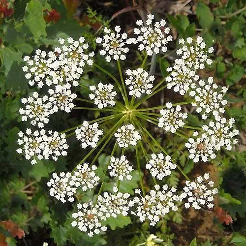 Anise Seeds Packet