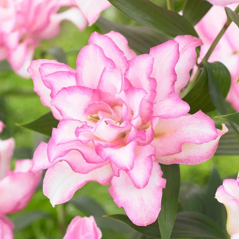 Anouska Roselily - Breck's Flower Bulbs