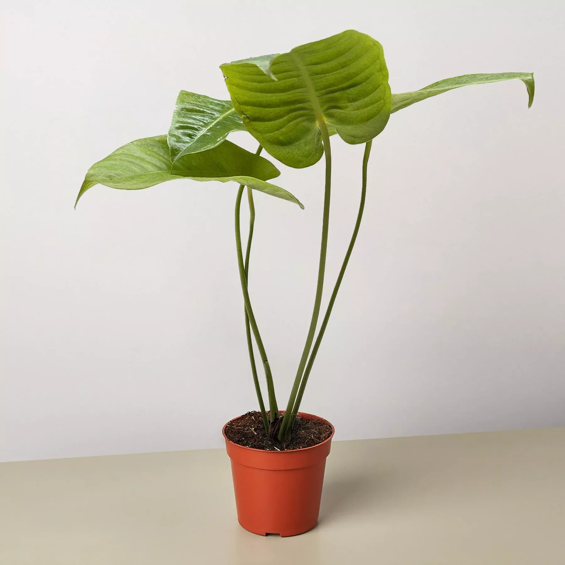 Anthurium 'Veitchii'