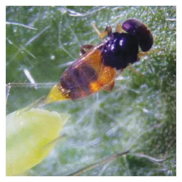 Aphelinus abdominalis – Broad-Spectrum Parasitic Wasp for Aphid Control