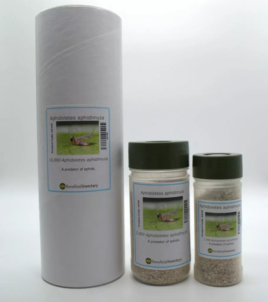 Aphidoletes aphidimyza – Gall Midge for Broad-Spectrum Aphid Control