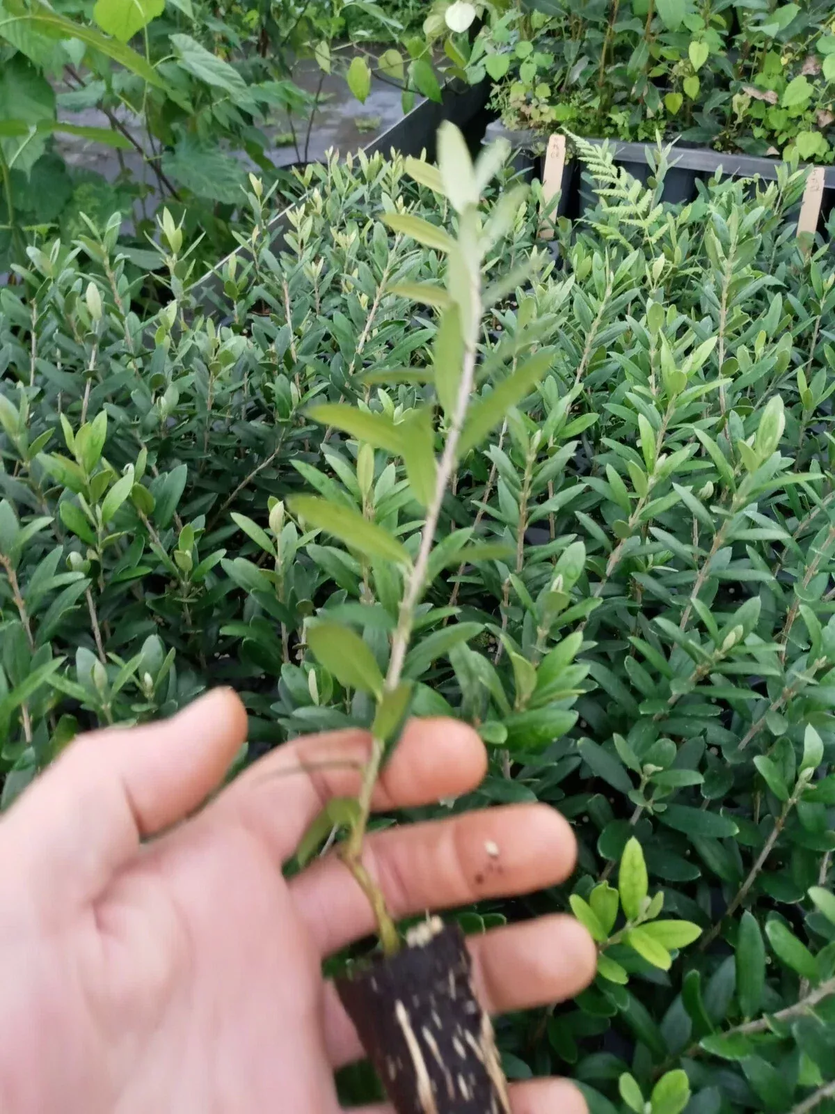 Arbequina Olive Tree - 1 Live Starter Plant