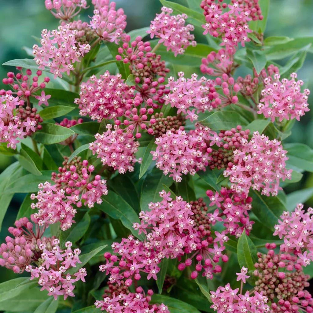 Asclepias - Cinderella - Support The Monarchs