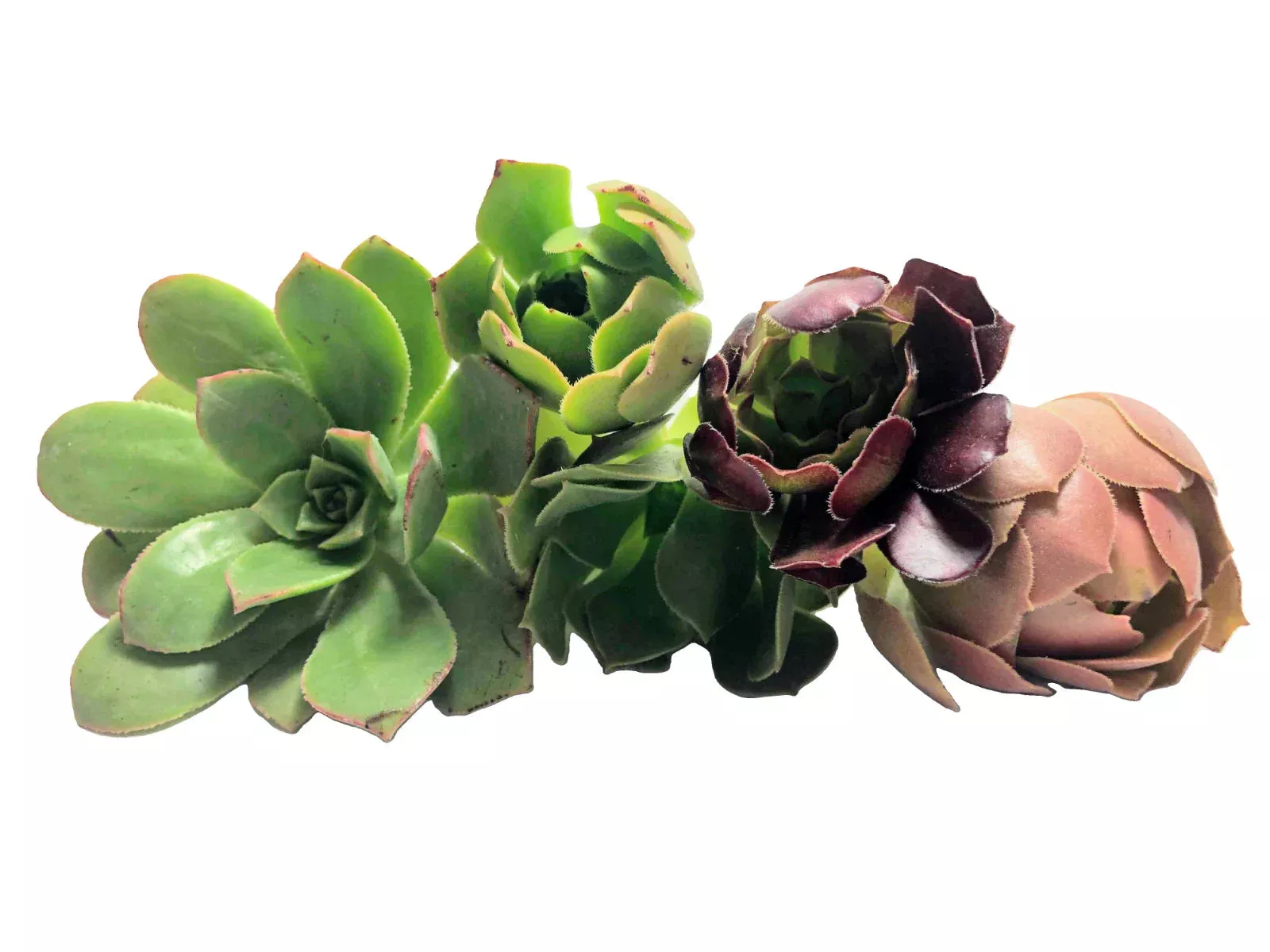 Assorted Aeonium Cuttings 2–6 Inches