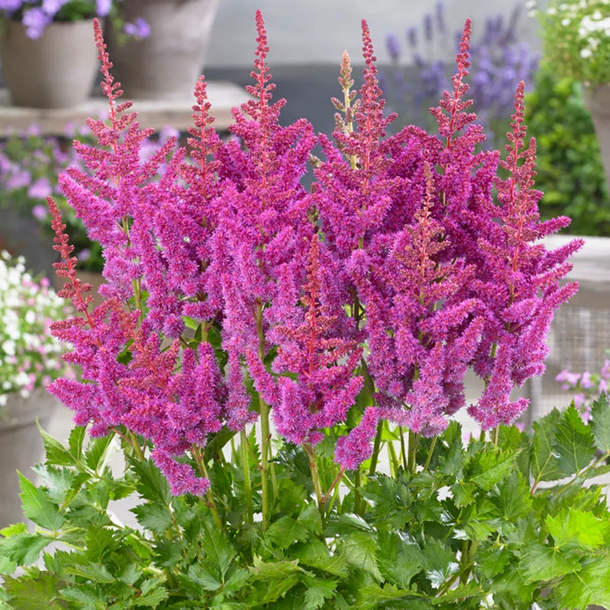Astilbe - Visions