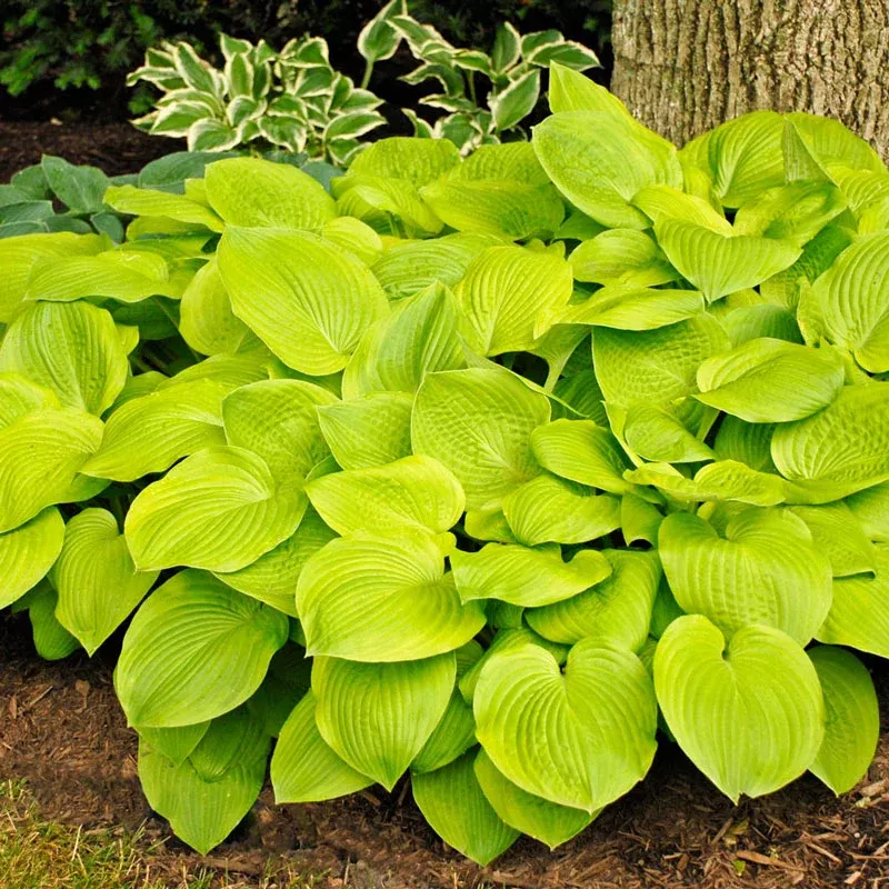 August Moon Hosta - Breck's Flower Bulbs