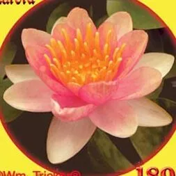 ‘Aurora’ Hardy Pygmy Water Lily