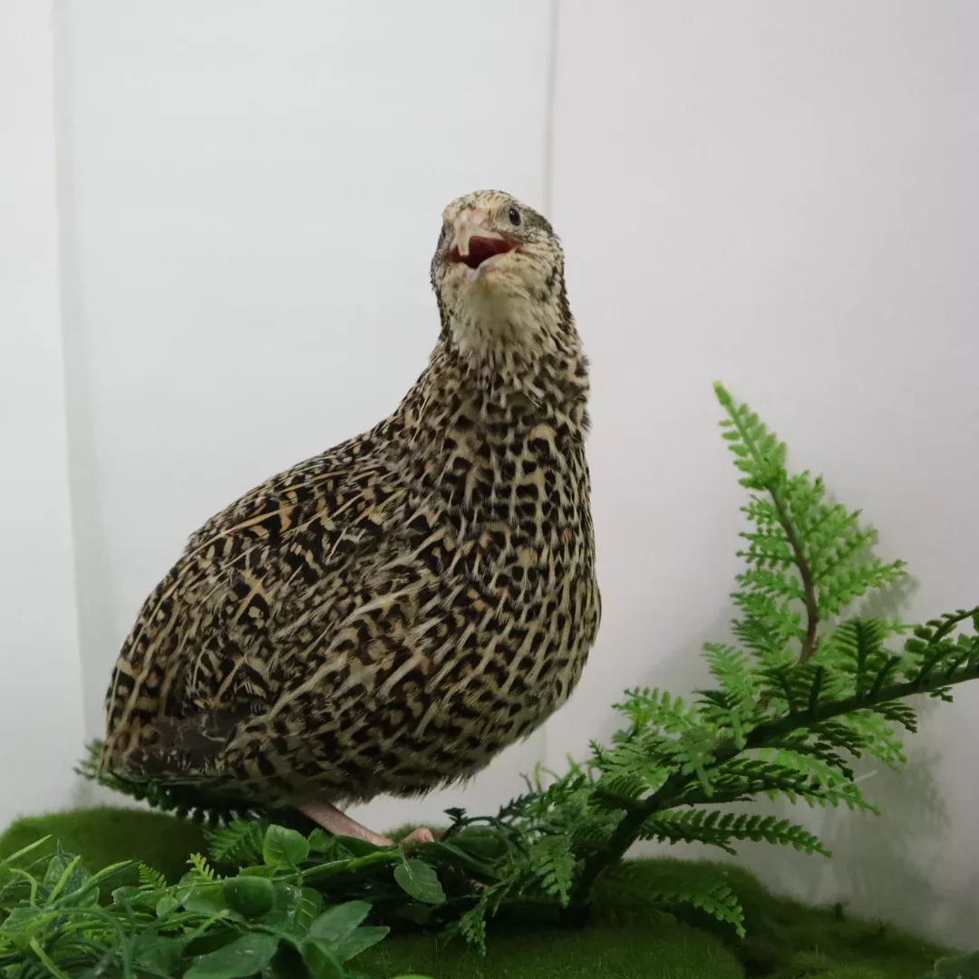Autumn Sparkly Quail Hatching Eggs