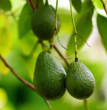 Avocado-Lula Tree Type A