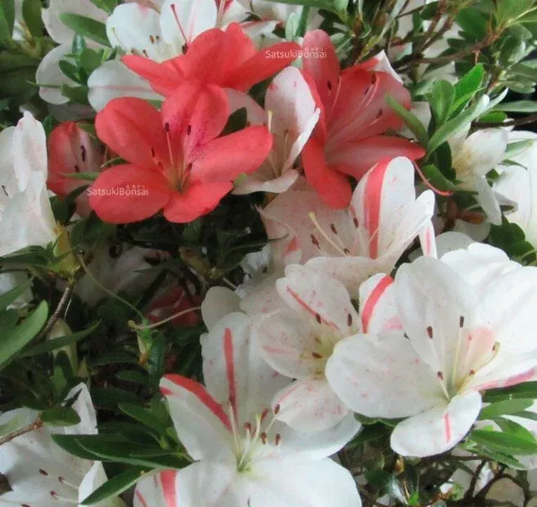 Azalea Starter Plant White & Peach Striped Rhododendron Deciduous for Gardens