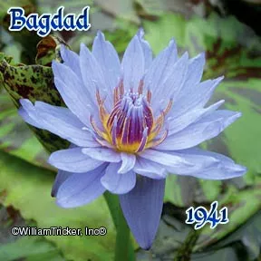 ‘Bagdad’ Tropical Water Lily