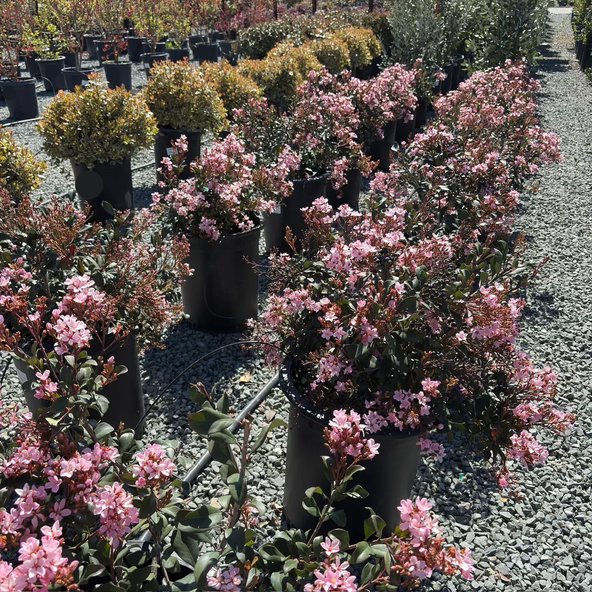 Ballerina Indian Hawthorn