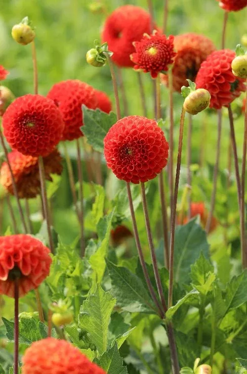 Bantling - Dahlia Bulbs