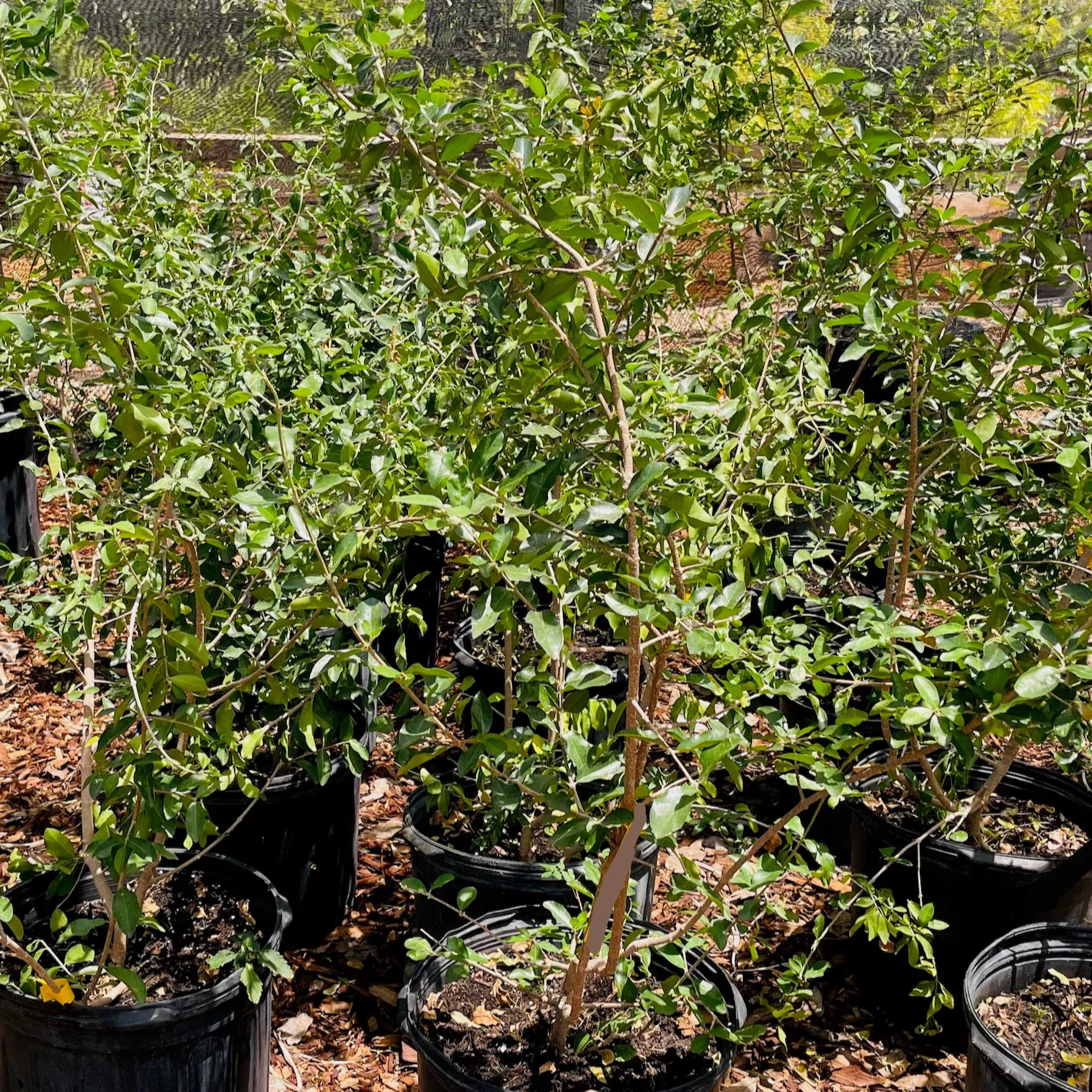 Barbados Cherry