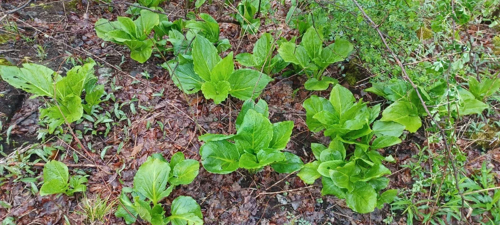 Bareroot Skunk Cabbage Plant