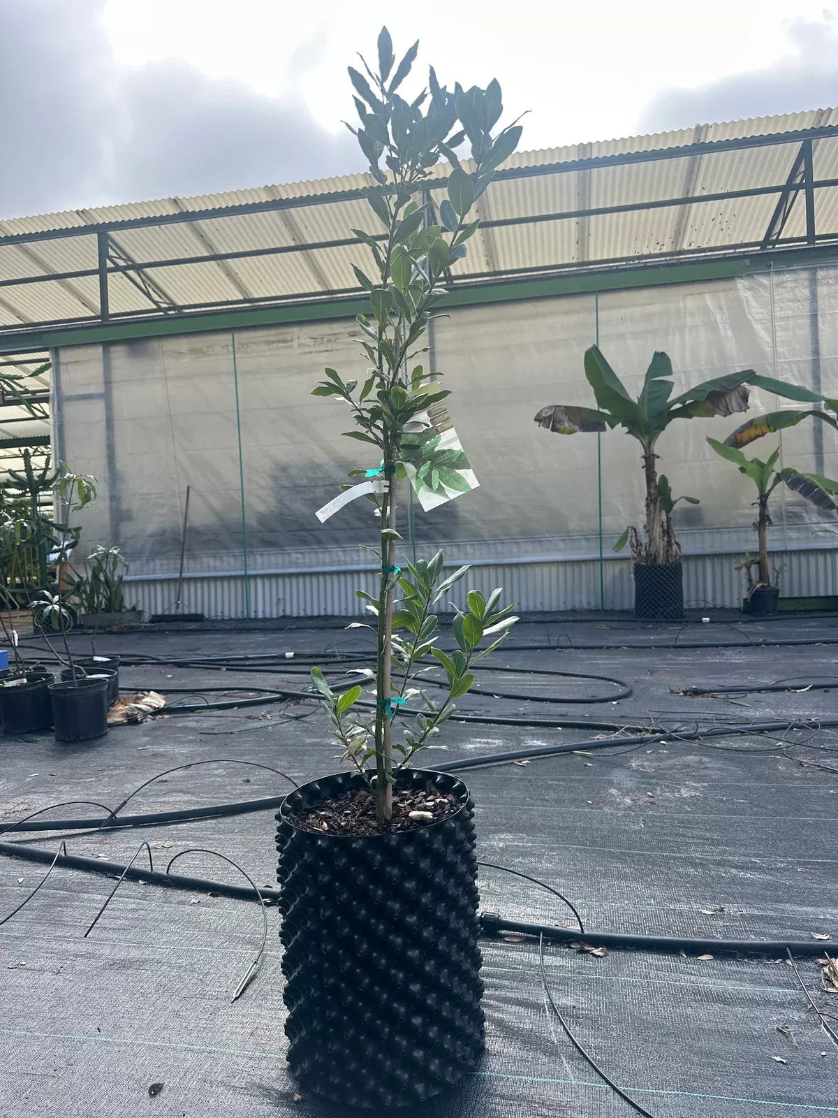 Bay Leaf Tree