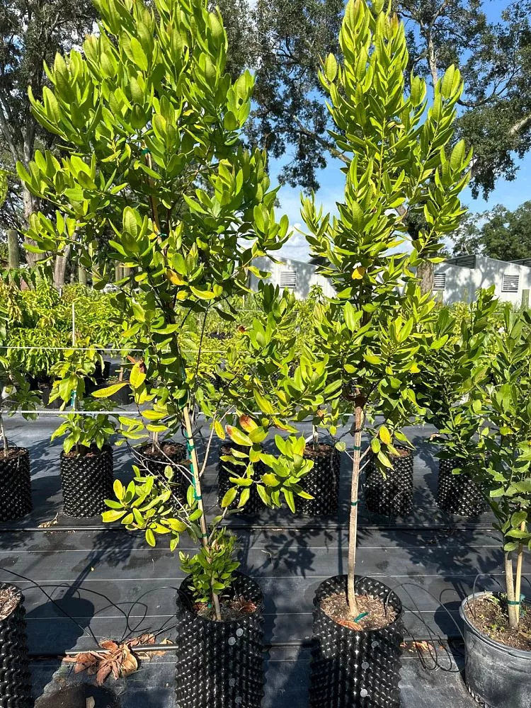 Bay Rum Tree