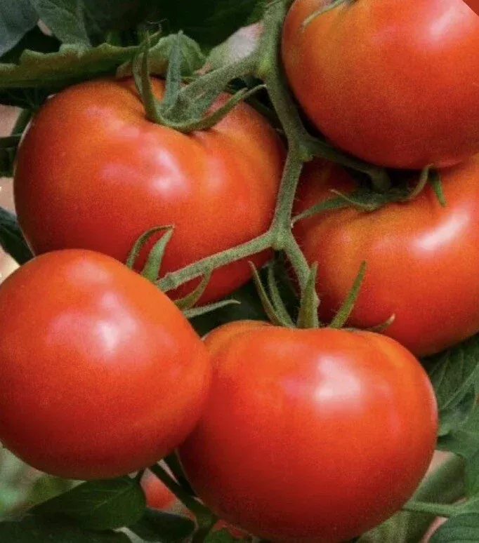 Beefsteak Tomato Seeds