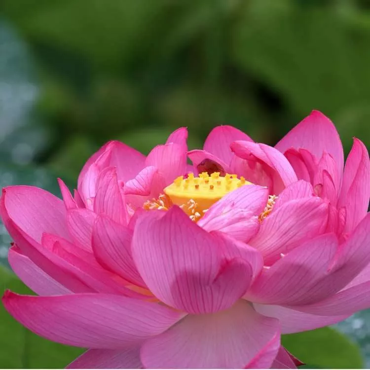 ‘Bellagio’ Hardy Live Lotus