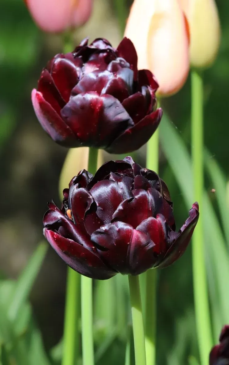 Black Hero - Tulip Bulbs