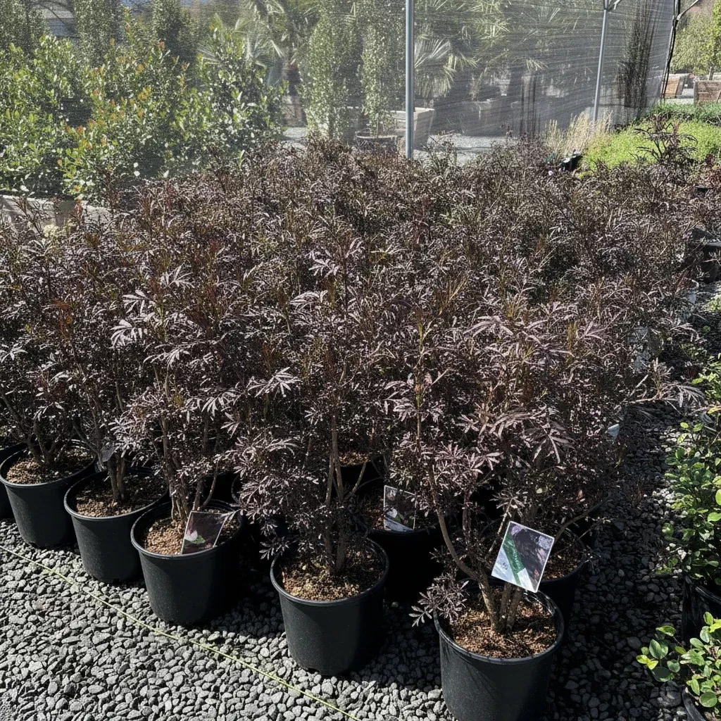 Black Lace Black Elder
