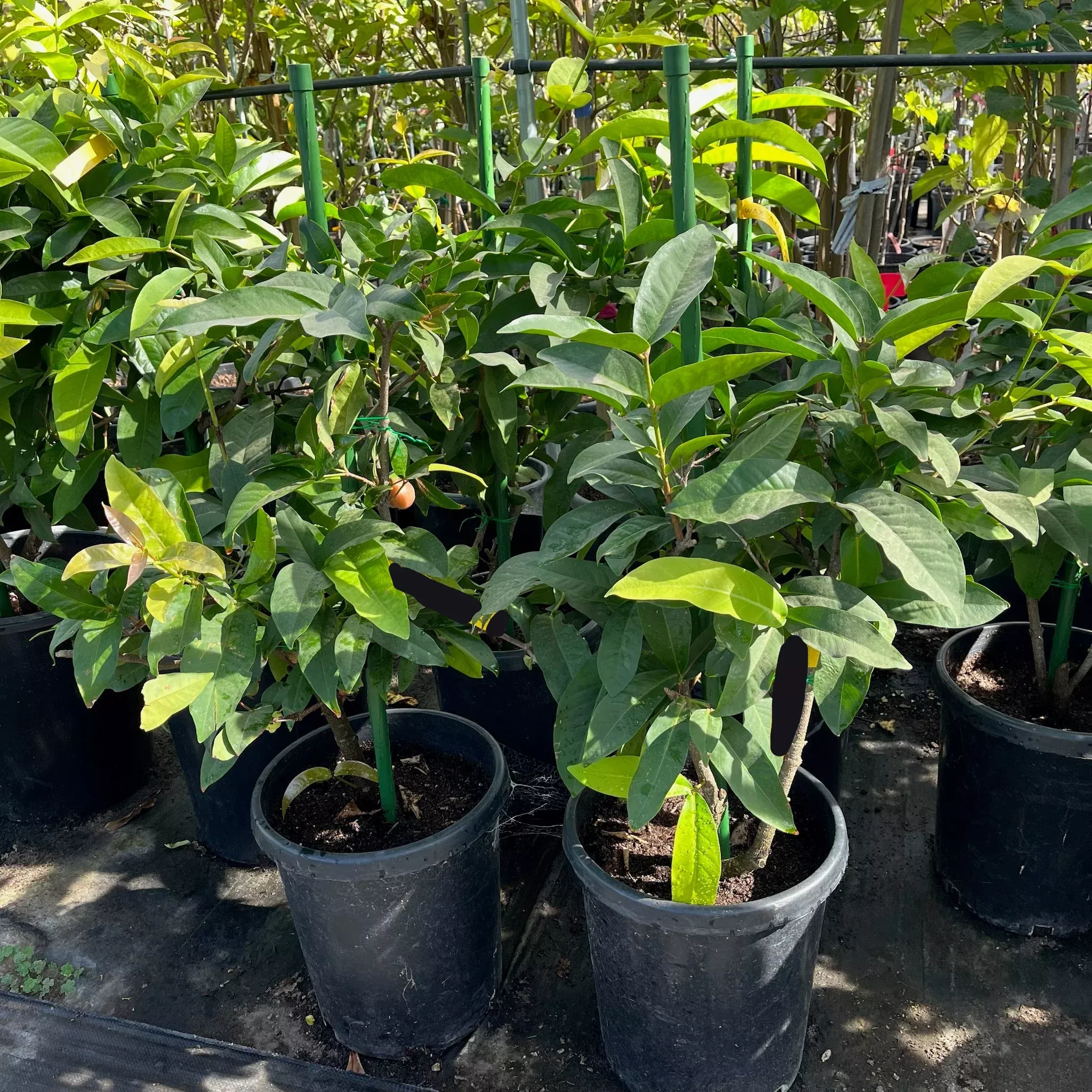 Black Peral Wax Apple Tree