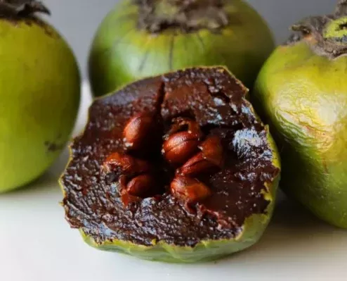 Black Sapote Matts Giant Tree