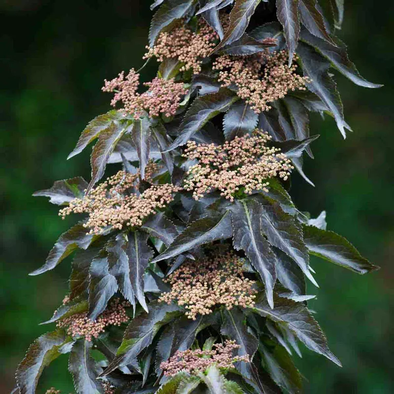 Black Tower Elderberry - Breck's Flower Bulbs
