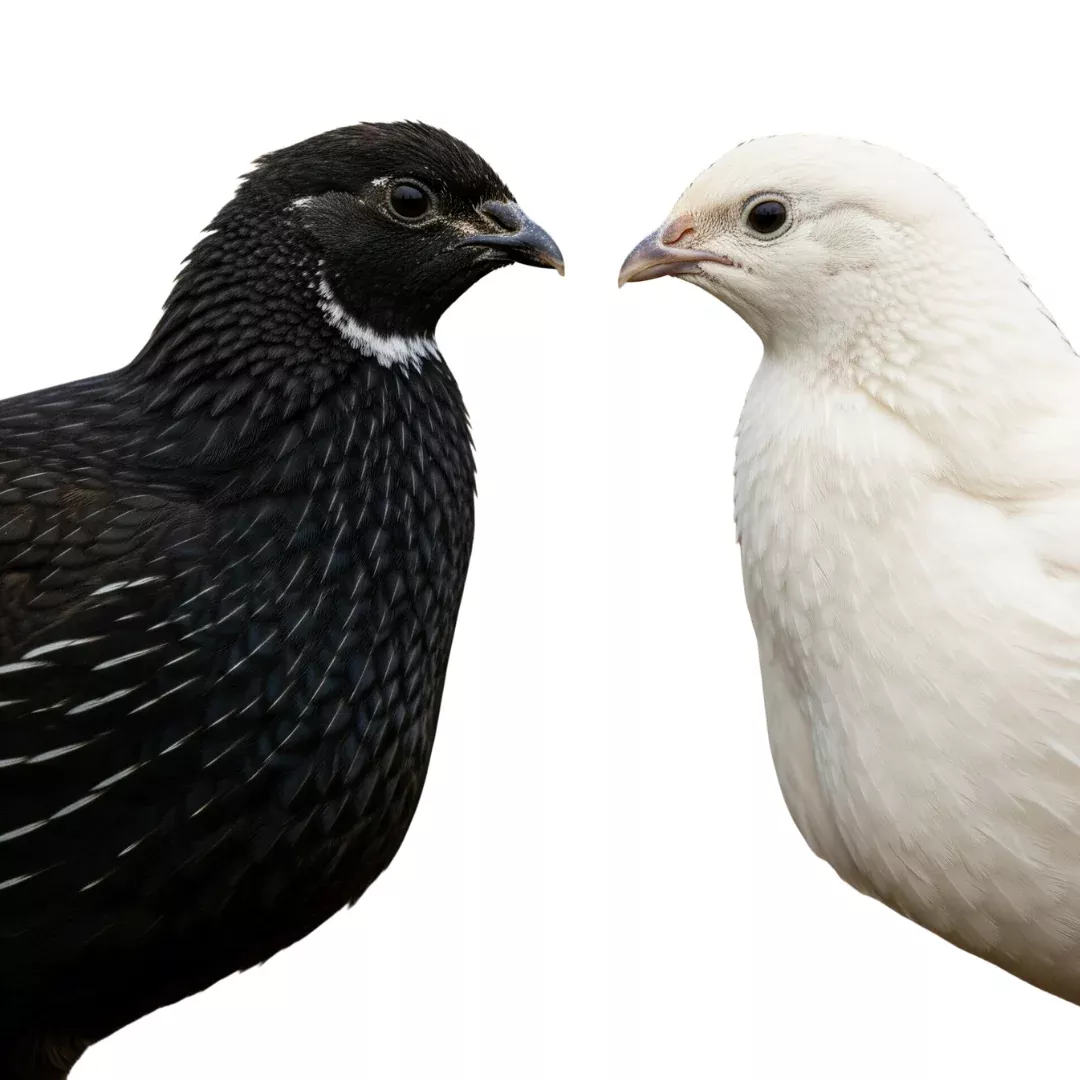 Black and White Edition Quail Hatching Eggs, Buddy's Hatchery