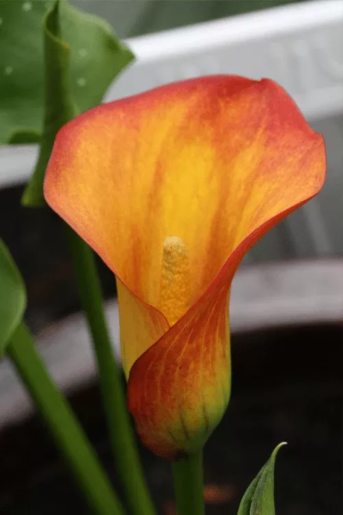 Blaze - Calla Bulbs