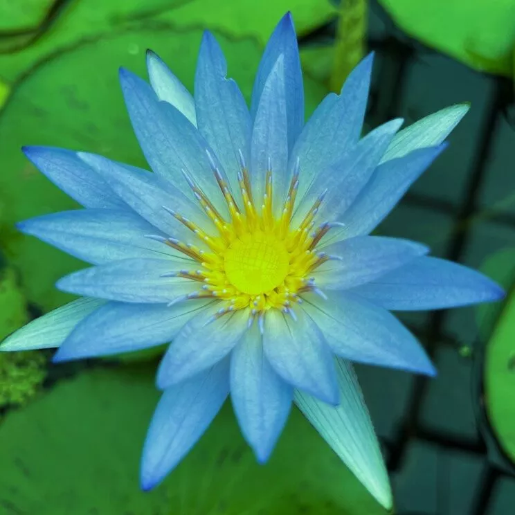 ‘Blue Beauty’ 1896 Tropical Water Lily