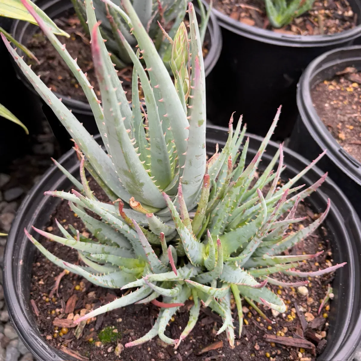 Blue Elf Aloe