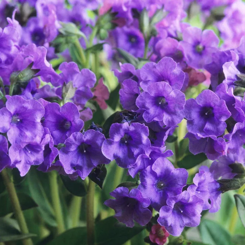 Blue Ensign Lungwort - Breck's Flower Bulbs