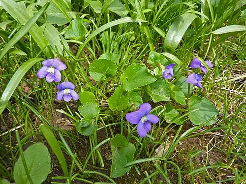 Blue Garden Violet Bare Root Plants – 5 Viola papilionacea Native Perennials for Shade Ground Cover