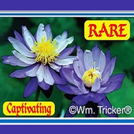 ‘Blue Gigantea’ Tropical Live Water Lily