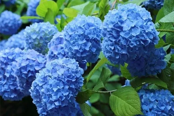 Blue Hydrangea Plant - Fully Rooted Cutting 3-8 Inches Hydrangea macrophylla for Garden, Container, Borders