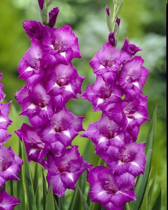 Blue Isle - Gladiolus Bulbs