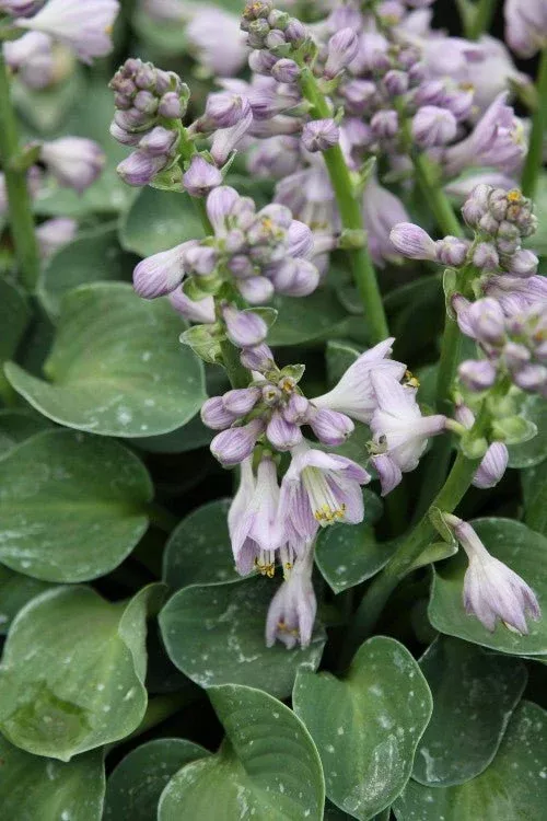 Blue Mouse Ears - Hosta Bulbs