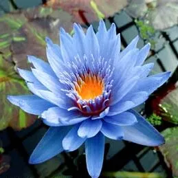 ‘Blue Sapphire’ Tropical Water Lily