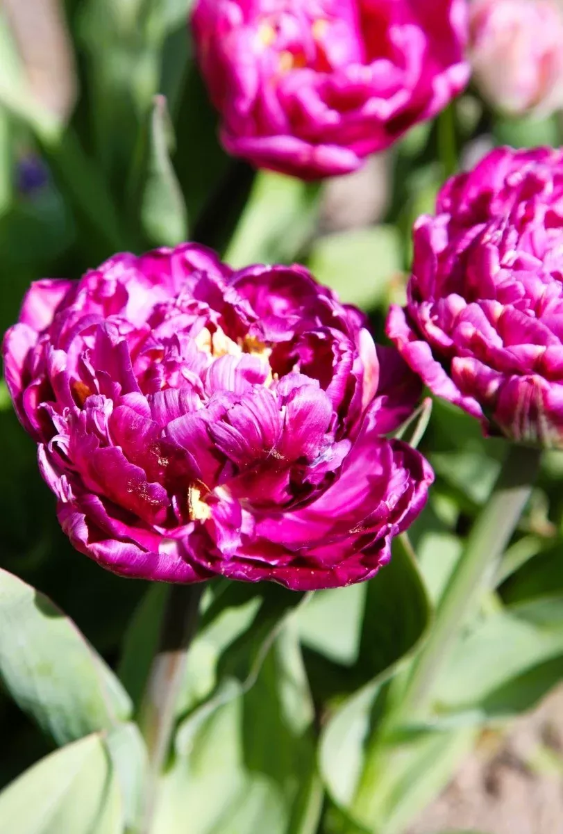 Blue Spectacle - Tulip Bulbs