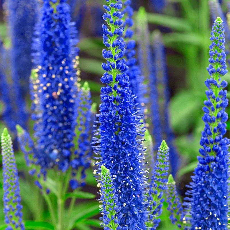 Blue Speedwell Veronica - Breck's Flower Bulbs