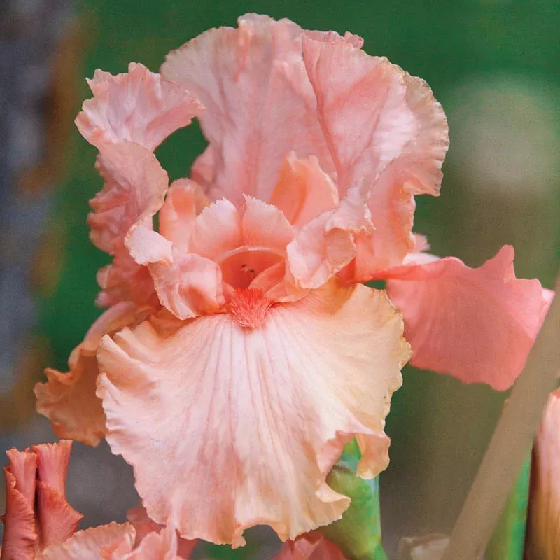 Blushing Kiss Bearded Iris - Breck's Flower Bulbs