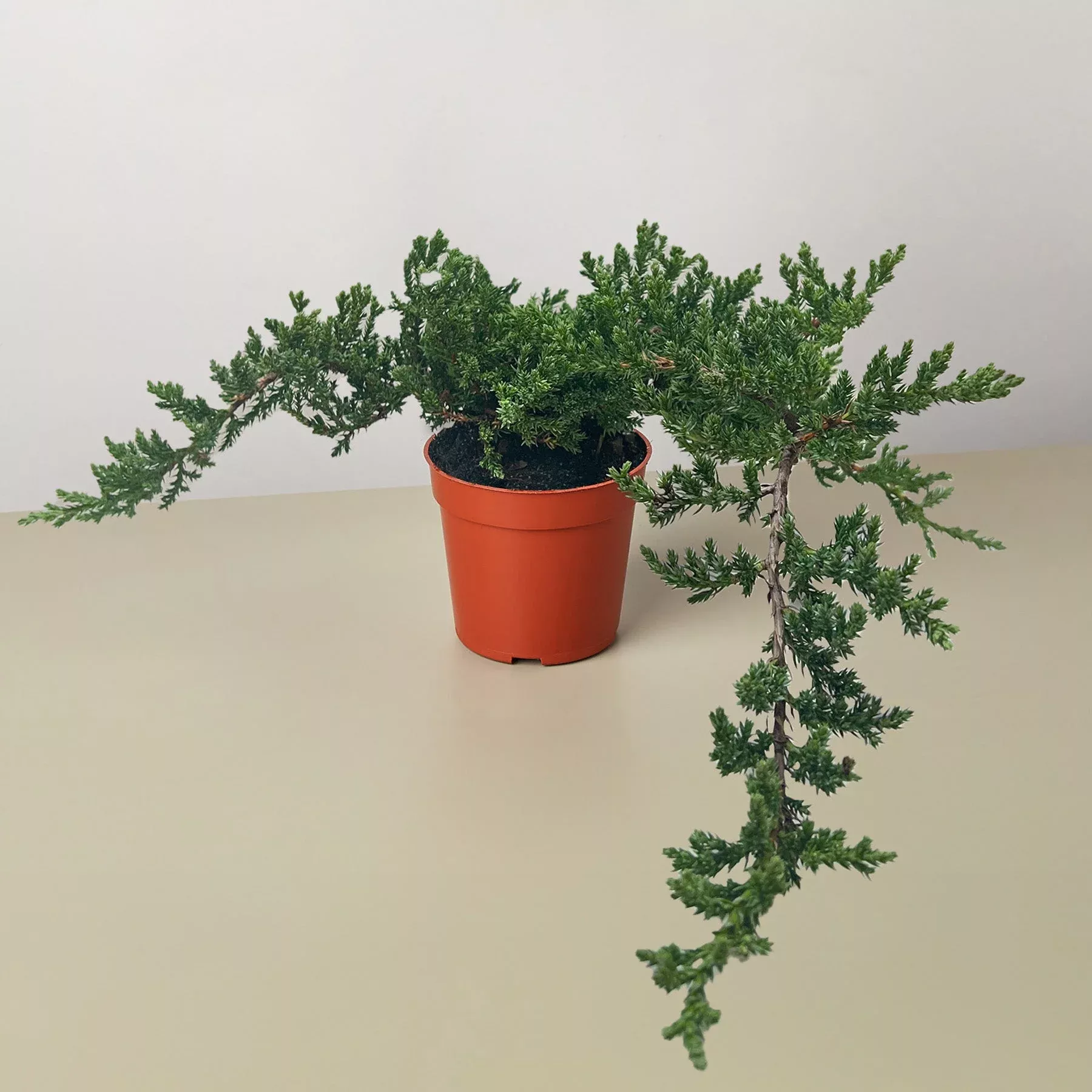 Bonsai Juniper