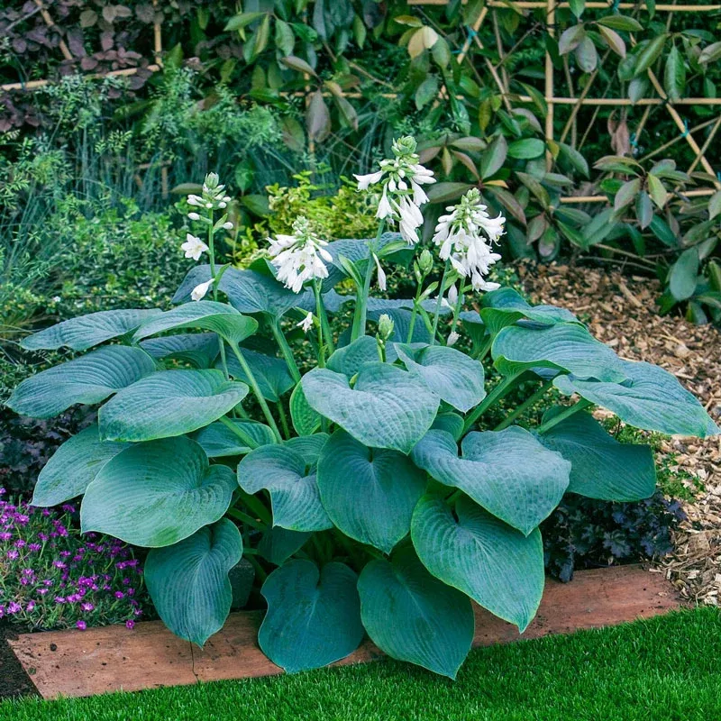 Bressingham Blue Hosta - Breck's Flower Bulbs